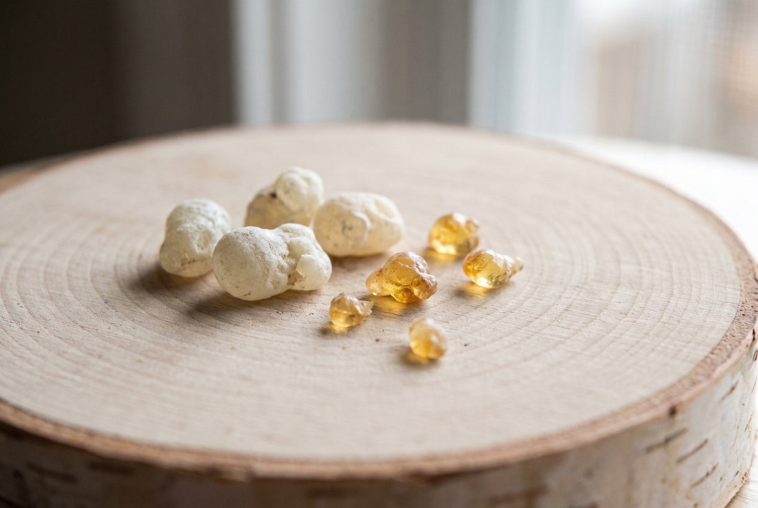 Gum pellets and golden resin tears on a birch wood slice